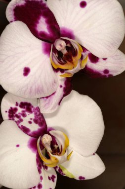 Çiçek açan beyaz yapraklı falaenopsis orkidesinin yakın çekimi, soyut mor noktalar, ve sarımsı bir merkez..