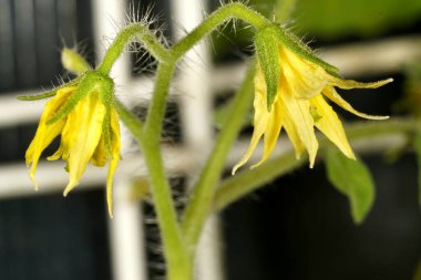 Domates bitkisi olarak bilinen Solanum Lycopersicum çiçeğinin aşağı doğru sarkan sarı yaprakları.