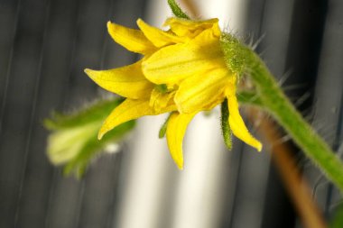 Domates bitkisi olarak bilinen Solanum Lycopersicum çiçeğinin aşağı doğru sarkan sarı yaprakları.