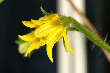Domates bitkisi olarak bilinen Solanum Lycopersicum çiçeğinin aşağı doğru sarkan sarı yaprakları.