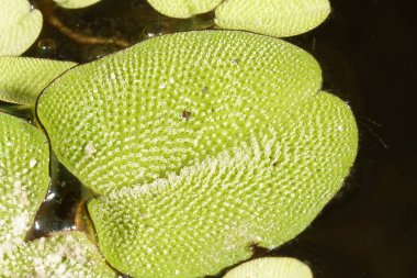 Yeşil bir Salvinia minima, yaygın olarak su geçirmez üst yaprak yüzeyli,.