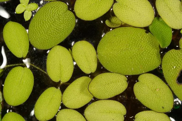 Yeşil bir Salvinia minima, yaygın olarak su geçirmez üst yaprak yüzeyli,.