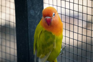 Açık yeşil tüyleri, turuncu bir kafası ve kırmızı gagası olan Balıkçı kuşunun (Agapornis fischeri) yakın çekimi.