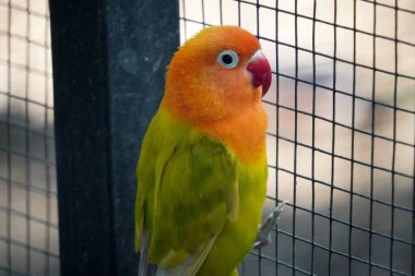 Açık yeşil tüyleri, turuncu bir kafası ve kırmızı gagası olan Balıkçı kuşunun (Agapornis fischeri) yakın çekimi.