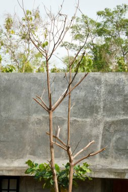 İki kuru, yapraksız ağaç gövdesi boyasız bir beton evin arka planında..