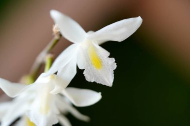 Sarı çekirdekli muhteşem beyaz güvercin orkidesi (Dendrobium crumenatum) bulanık bir arkaplanda çarpıcı bir şekilde fotoğraflanmıştır..