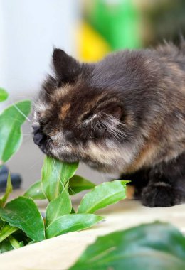 Siyah kürklü, turuncu-beyaz desenli, siyah burunlu ve açık kahverengi gözlü orta boylu bir İran kedisinin (Felis catus) yakın çekimi..