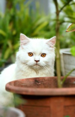 Beyaz kürklü, pembe burunlu ve kahverengi gözlü orta boylu bir İran kedisinin (Felis catus) yakın çekimi..