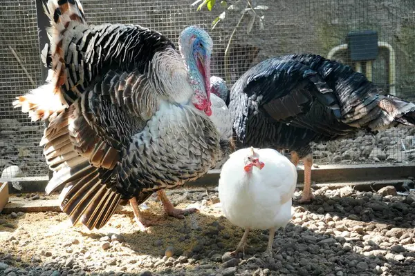 stock image Several guineafowls (Numida meleagris) and turkeys (Meleagris gallopavo) living harmoniously in one coop, with black and white feathers.