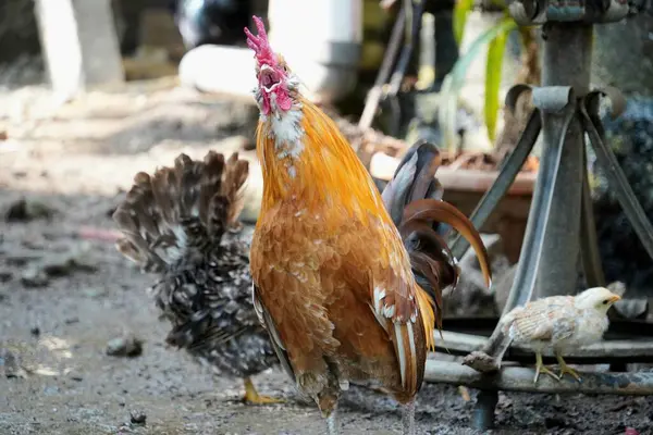 Kırmızı taraklı, altın tüylü ve siyah kuyruklu gururlu bir Bantam horozu (Gallus gallus domesticus) vardır..