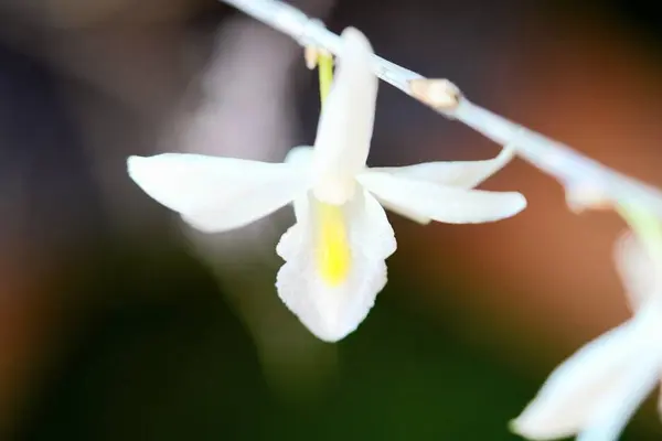 Sarı çekirdekli muhteşem beyaz güvercin orkidesi (Dendrobium crumenatum) bulanık bir arkaplanda çarpıcı bir şekilde fotoğraflanmıştır..