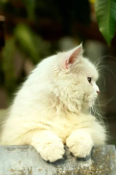 Beyaz kürklü, pembe burunlu ve koyu kırmızımsı kahverengi gözlü bir İran orta burunlu kedinin (Felis catus) yakın çekimi.