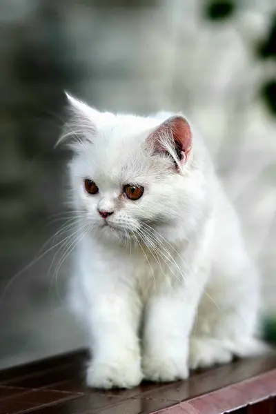 Beyaz kürklü, pembe burunlu ve kahverengi gözlü orta boylu bir İran kedisinin (Felis catus) yakın çekimi..