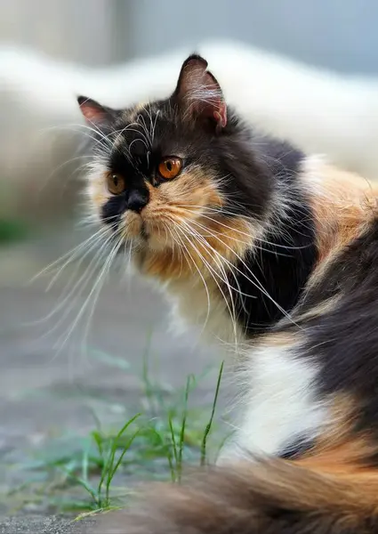 Siyah, turuncu ve beyaz olmak üzere üç renkli kürkü olan yetişkin bir İran orta burunlu kedisinin (Felis catus) yakın çekimi. Siyah bir burnu ve kahverengi gözleri var..