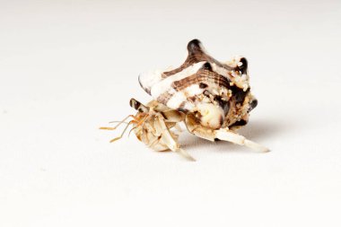 Siyah gözlü, çizgili, beyaz ve koyu kahverengi kabuklu gri keşiş yengecinin yakın plan fotoğrafı. Bilimsel isim: Paguroidea.