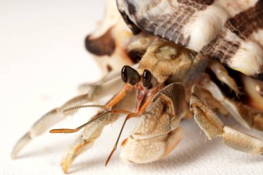 Siyah gözlü, çizgili, beyaz ve koyu kahverengi kabuklu gri keşiş yengecinin yakın plan fotoğrafı. Bilimsel isim: Paguroidea.