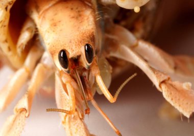 Siyah gözlü, açık sarı turuncu keşiş yengecinin yakın çekimi, siyah desenli kahverengi kabuklu, beyaz arka planda fotoğraflanmış. Bilimsel isim: Paguroidea.