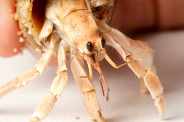 Siyah gözlü, açık sarı turuncu keşiş yengecinin yakın çekimi, siyah desenli kahverengi kabuklu, beyaz arka planda fotoğraflanmış. Bilimsel isim: Paguroidea.