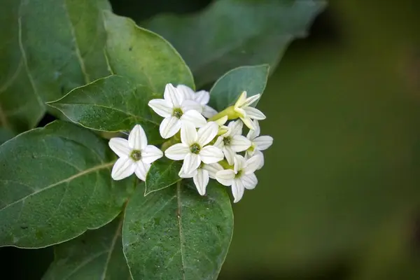 stock image Cluster of small, star-shaped white flowers from Cestrum nocturnum (Night-blooming Jasmine or Arum Dalu), with healthy green leaves, photographed in a natural setting.