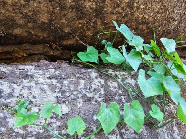 Çin Sarmaşığı (Parthenocissus triküpidata) olarak bilinen vahşi, taze ve yeşil bir tırmanma bitkisi, büyük taş çatlaklar arasında gerilerek sert bir ortamın ortasında direnç göstermektedir..