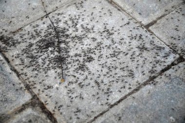 Küçük siyah karıncalardan oluşan bir koloni doğal bir taş zeminde sürünüyor. Küçük işçiler, engebeli kaya yüzeyine karşı örgütlü sosyal yapılarını vurgulayarak uyum içinde hareket etmekle meşguller..