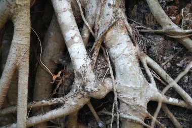 Exposed roots of a banyan tree (Ficus benghalensis) emerge from the ground, appearing sturdy and full of character. The intricate network of roots showcases the tree's strength and resilience. clipart