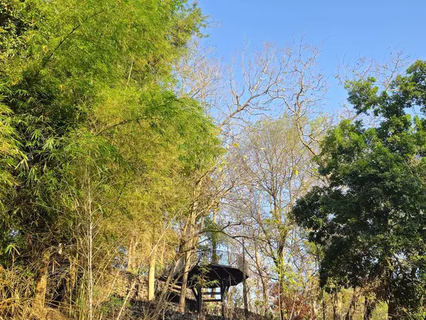 Bahçenin ortasında, yemyeşil ağaçlarla çevrili bir balkon, yukarıdan manzaralı bir manzara sunuyor. Arka planda açık mavi bir gökyüzü, doğa severler için mükemmel..