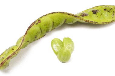 Taze yeşil kokulu fasulye (petai) tohumları ve kabukları sambal, sebze ya da meze olarak kullanılmaya hazırdır. Beyaz arka planda çekilmiş. Bilimsel adı: Parkia speciosa.