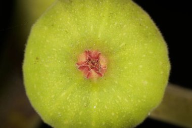 Kahverengi hindi incirinin altına yakın plan, yeşil derili ve kırmızı merkezli. Karanlık bir arka planda çekilmiş. İncir olarak da bilinir, bilimsel adı Ficus carica..