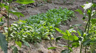 Hardal yeşillikleri (Brassica juncea), ıspanak (Spinacia oleracea), su ıspanağı (Ipomoea aquatica), kereviz (Apium graveolens) gibi küçük çaplı aile bahçeleri için ideal sebze bahçeleri.)