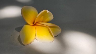 Bali frangipani (Plumeria rubra) güneş ışığı altında, beyaz arka planda yer alır. Narin taç yaprakları ve canlı rengi tropikal bir zarafet yaratır.