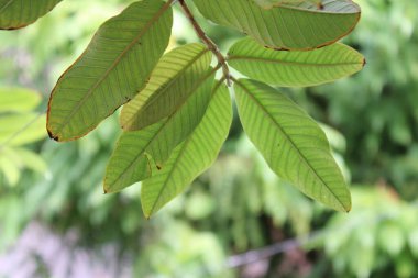 Ormanda yeşil yapraklar