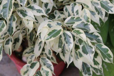 Bahçede yeşil yapraklar