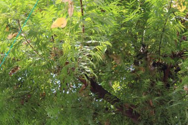 yeşil yapraklar, bitkiler ve yapraklar