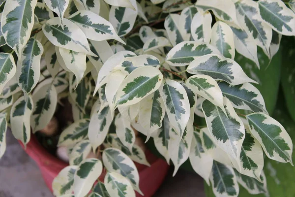 Bahçede yeşil yapraklar