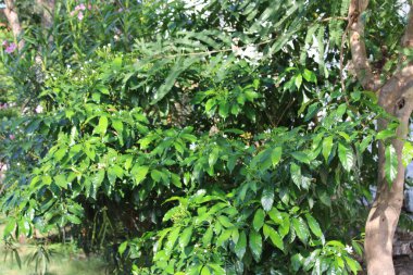 Bahçede yeşil yapraklar