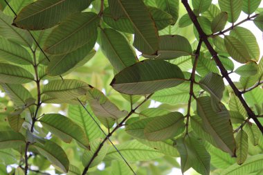 Ağaçtaki yeşil yapraklar