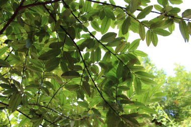 Ormandaki bir ağacın yeşil yaprakları