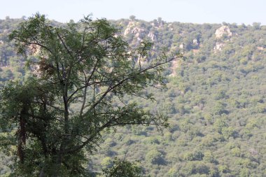 Ormandaki yeşil ağaç