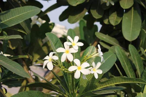 Bahçedeki beyaz su tesisatı çiçekleri