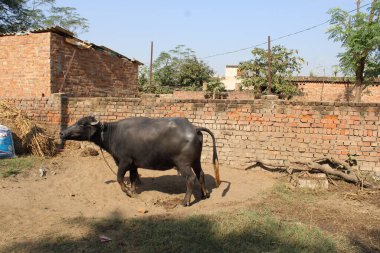 Çiftlikteki bir boğa