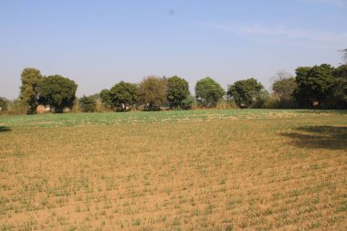 Ağaçlarla kaplı güzel bir manzara.