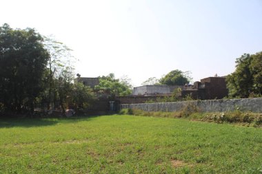 Parkta yeşil çimenler