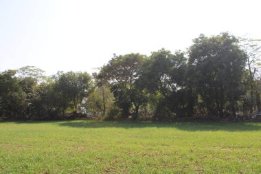 Parkta yeşil çimenler