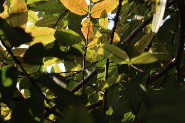 Ormanda yeşil yapraklar
