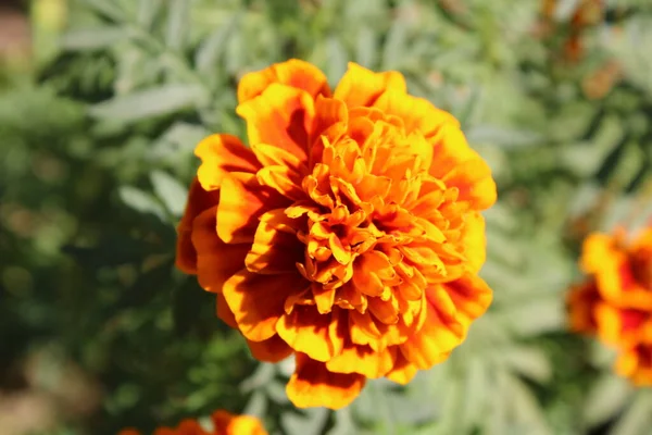 Bahçedeki sarı çiçek