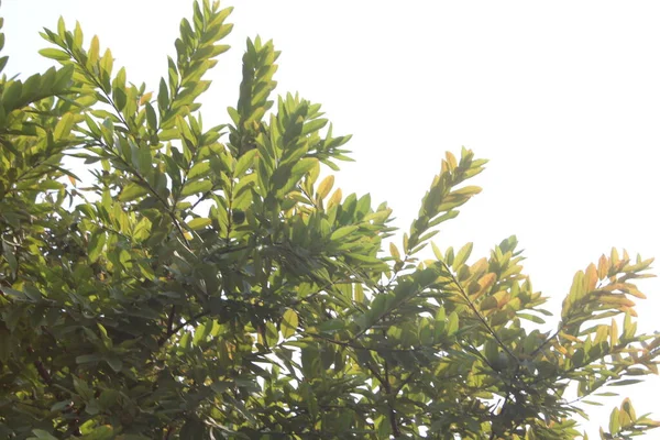 Bahçedeki bir ağacın yeşil yaprakları