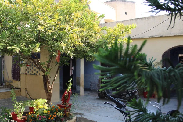 Bahçedeki güzel çiçekler