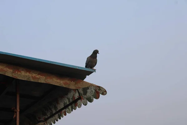 Şehirde bir kuş çitin üzerinde oturuyor.