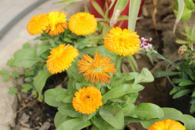 Bahçedeki güzel çiçekler